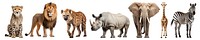 Wild animals png on transparent background