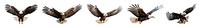 PNG Flying eagle bird animal set, transparent background