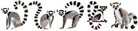 PNG Cute lemur animal illustration set, transparent background