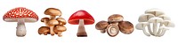 Mushrooms png cut out element set, transparent background