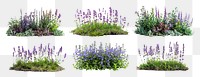 Lavender border png cut out element set, transparent background