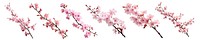 Sakura cherry blossom branch png cut out element set, transparent background