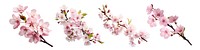 PNG Cherry blossom element decoration set on transparent background