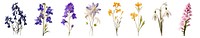 PNG Colorful wildflowers in bloom, isolated element set, transparent background