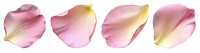 PNG Delicate pink rose petals, element set on transparent background