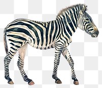 PNG Zebra zebra wildlife animal.