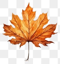 PNG Illustration of autumn leaf plant maple tree.