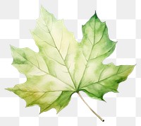 PNG Illustration of leaf plant maple tree.