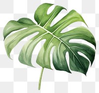 PNG Illustration of monstera leaf blossom flower plant.