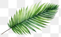 PNG Illustration of palm leaf plant fern tree.