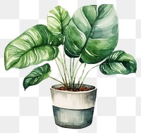 PNG Illustration of plant planter pottery blossom.