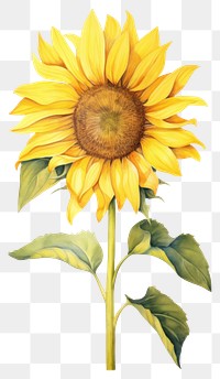PNG Illustration of sunflower blossom plant.