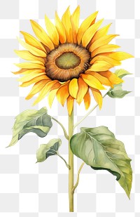 PNG Illustration of sunflower invertebrate blossom animal.