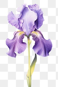 PNG Iris flower blossom person plant 