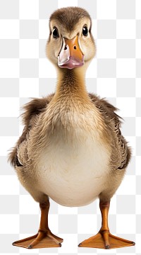 PNG Duck duck anseriformes waterfowl.