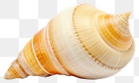 PNG Sea shell invertebrate seashell seafood.