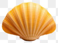 PNG Sea shell invertebrate seashell seafood.