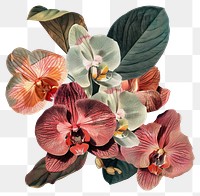 PNG Orchid shape collage cutouts blossom flower anther.