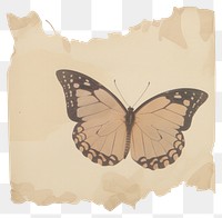 PNG African butterfly ripped paper invertebrate cushion canvas.