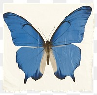 PNG Madagascan butterfly ripped paper invertebrate animal insect.