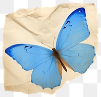 PNG Common butterfly ripped paper invertebrate diaper animal.