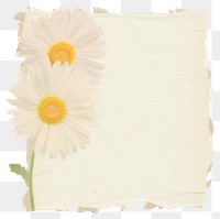 PNG Daisy ripped paper asteraceae blossom cushion.