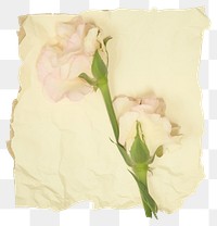 PNG Eustoma ripped paper carnation blossom flower.