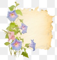 PNG Morning glory ripped paper blossom flower plant.