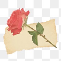 PNG Red rose ripped paper blossom cushion flower.