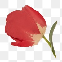 PNG Red tulip ripped paper outdoors blossom snowman.