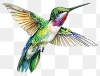 PNG Watercolor hummingbird animal.