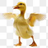 PNG Happy smiling dancing duck anseriformes waterfowl animal.