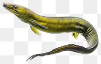 PNG Green Moray Eel eel animal shark.