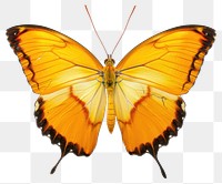 PNG Morpho achilles Butterfly butterfly invertebrate chandelier.