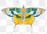 PNG Morpho helenor Butterfly butterfly invertebrate weaponry.