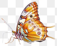 PNG Morpho achilles Butterfly butterfly invertebrate monarch.