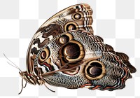 PNG Morpho rhetenor Butterfly butterfly invertebrate animal.