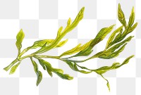 PNG Seaweed herbal plant herbs.