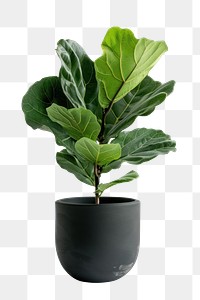 PNG Fiddle leaf fig in modern black pot planter pottery blossom.