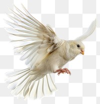 PNG A photo of Finche flying finch animal pigeon.