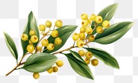 PNG Mistletoe plant fruit leaf 