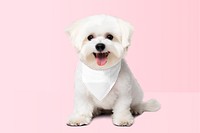 Dog's bandana, png transparent mockup