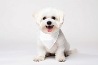 Dog's bandana, png transparent mockup