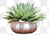 PNG Variegated succulent with stunning markings plant aloe potted plant.