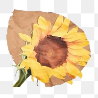 PNG Sunflower ripped paper blossom person plant.