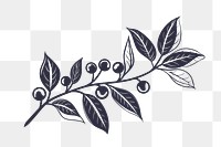 PNG Coffee branch icon plant illustrated blueberry.