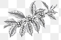PNG Hand drawn coffee tree branches and beans drawing illustrated chandelier.