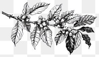 PNG Hand drawn coffee tree branches and beans drawing illustrated sketch.
