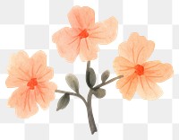 PNG Watercolor floral flower hibiscus blossom.