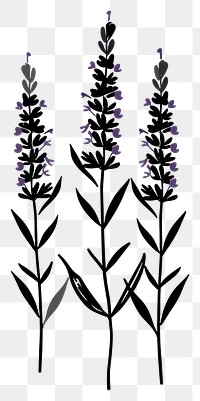 PNG Lavender blossom flower herbal.